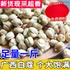 Cardamomo Blanco Especia Vendido por Separado, Anís Estrellado, Canela, Combinación de Hoja de Laurel, Condimento de Anís, Cardamomo Blanco, Cardamomo Blanco 500g