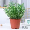 Bife Frito Comestível Folhas de Tomilho e Hortelã Ervas Frescas Planta Repelente de Mosquitos Temperos para Plantas Planta em Vaso para Varanda