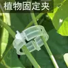 Clips de Fijación para Plantas Verdes y Árboles Frutales, Sujetadores para Enredaderas, Soportes de Varilla para Plantas Trepadoras, Clips Colgantes para Plántulas de Frutas y Verduras de Invernadero