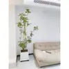 Planta Verde Grande em um Vaso de Madeira Pata de Pato, Adequada para Sala de Estar e Escritório, Fácil de Cuidar em Todas as Estações, Também Adequada para Quarto
