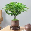 Planta en Maceta Miniatura de Madera de Pimienta Fragante Planta Repelente de Mosquitos Flor de Interior para Sala de Estar Oficina Escritorio Planta Verde Pequeña Fácil de Cuidar