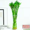 Plantas Hidropónicas de Bambú que Mejoran la Fortuna, Plantas Verdes Fáciles de Cuidar para la Sala de Estar, Flores que Atraen el Dinero, Plantas de Rábano Verde, Flores de Interior en Maceta