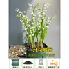 Bulbos y semillas de lirio de los valles, flores en maceta, plantas verdes para uso interior y exterior, resistentes al frío y a las heladas, fáciles de cuidar, florece todo el año, planta fragante