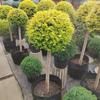 Dropshipping Ligustro Brilhante Pirulito Pequena Folha de Sichuan Cera Dourada Muda Sempre-verde Resistente ao Frio Vaso Pátio Casa