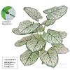 Imitação de cor real folha de taro verde planta sentir folha de taro casa sala de exposições planta decoração de parede folha de tartaruga fotografia atacado
