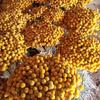 Bolas Douradas Flores Secas Yunnan Fabricante Atacado Fotografia Fornecimento Transfronteiriço Amazon Buquê de Flores Martelo Dourado Flores Reais