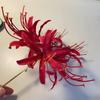 Horquilla Hecha a Mano Roja Bianhua Manzhu Shahua Súper Inmortal Flor Tridimensional Horquilla Retro Adorno para el Cabello Antiguo Hanfu