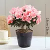 Rododendro Planta de Flor en Maceta Flor de Interior con Capullos, Montón Viejo Grande, Flores Floreciendo en Todas las Estaciones, Plantas Verdes Fáciles de Cultivar y Vivir
