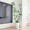 Planta Grande de Madera Pata de Pato en Maceta para Interior para Purificación del Aire, Adecuada para Dormitorio y Sala de Estar, Perenne Todo el Año, Planta Verde de Moda