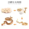 Juguete modelo de animal pequeño simulación ciclo de vida crecimiento rana tortuga pollo Montessori material didáctico preescolar venta al por mayor