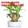 Dropshipping Madera Brasileña Groot Cultura del Agua Madera de la Suerte con Brotes Florescencia Florales Plantas Verdes de Escritorio para Interiores Oficina