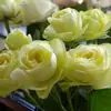 Plántulas de Rosa Gypsophila Ultra Finas, Plántulas de Rosas Florecientes, Florales de Maceta de Cuatro Estaciones, Plantas Trepadoras, Rosales y Plantas Verdes