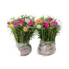 Mudas de Onze-horas de pétalas duplas, raízes perenes, ramos com raízes e botões florais, plantas em vaso, fáceis de cultivar em ambientes internos e externos, flores em todas as estações, plantas verdes, florindo