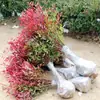 Bonsái Nandina de Fuego, Plántula de Tronco Viejo, Nandina de Patio, Interior, Sala de Estar, Balcón, Resistente al Frío y a la Congelación, Una Pieza