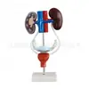 Modelo de Anatomia Urogenital modelo de anatomia do sistema urogenital feminino modelo de anatomia do sistema urogenital