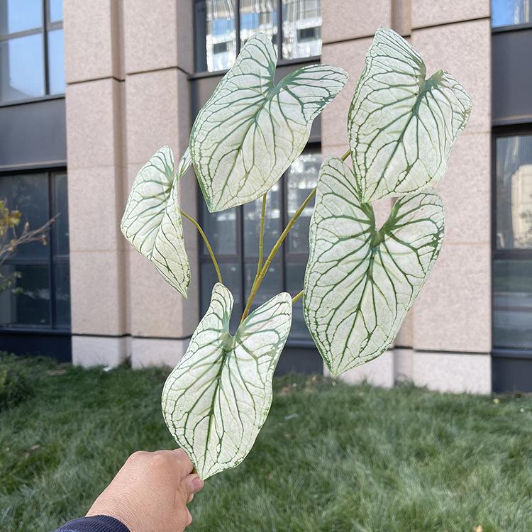 5叉彩色芋叶-7色系 绿纹心白.JPG