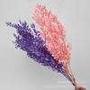 Folhas ricas branqueadas flor eterna flor seca buquê de flores diy material casamento fotografia floral adereços fábrica atacado
