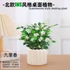 Las plantas en maceta son fáciles de cuidar en las salas de estar interiores.; plantas verdes hidropónicas, bonsáis creativos, plantas de la suerte, plantas pequeñas en maceta y árboles de la fortuna son todas excelentes opciones
