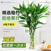Ricas Plantas Hidropónicas de Bambú para Sala de Estar, Flores y Plantas Verdes que Atraen la Fortuna, Plantas de Interior en Maceta, Bambú de Guanyin con Raíces, Bambú que Atrae la Fortuna, Bambú que Atrae la Fortuna