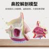 Modelo de anatomía nasal humana Modelo de enseñanza médica de otorrinolaringología Nariz Cavidad oral Estructura nasal Modelo de tejido