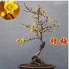 Jardín de Flores para Dropshipping, Wintersweet, Ciruela Roja, Ciruela Negra, Ciruela Verde, Ciruela Blanca, Brote de Wintersweet Corazón Liso, Maceta de Flor de Ciruelo