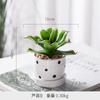 Adornos de simulación de decoración nórdica directos de fábrica, pequeña tienda de ropa en maceta, sala de estar, planta verde Xuan, cactus, planta suculenta