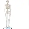 Modelo de Esqueleto Humano para Adultos com Pontos de Origem e Inserção Muscular e Ligamentos Modelo de Ensino