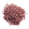 Cebo Luya lombriz de tierra 4cm8cm biónico gusano rojo pesca cebo universal sabor a pescado simulación larva cebo blando al por mayor