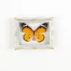 Mariposa Ojo de Esmeralda Azul Mariposa Real Imán para Refrigerador Espécimen Marco de Fotos Terminado Regalo de Gama Alta Pintura Decorativa