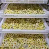Forno de Circulação de Ar Quente Grande Woster Sala de Secagem de Caixa de Legumes Secador de Chá de Frutas Crisântemo Longan