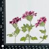 Flor de Cerezo Seca con Ramas, Marco de Fotos Hecho a Mano en Relieve, Pintura de Calcomanía Facial, Hojas Reales, Paquete de Material en Relieve, Especímenes de Plantas