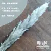 Caña Larga Vietnamita Flor Seca de Yunnan Ramo Decoración Esponjoso Fotografía de Boda Del Suelo al Techo Paisajismo Flor Inmortal Natural