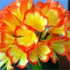 Planta de Clivia de Cuatro Estaciones en Maceta con Capullos, Plántulas Pequeñas, Flores, Plantas Verdes, Fácil de Cultivar Hidropónicamente, Colección de Suculentas, Plantas de Interior Fáciles de Mantener