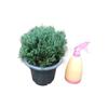 Planta en Maceta Bola de Pino, Ciprés en Forma de Bola de Pino para Interiores y Exteriores, Planta Verde Pequeña, Perenne Todo el Año, Buena Calidad del Aire