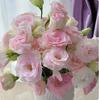 200 Semillas de Rosa Eustoma sin Espinas