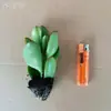 Árbol de Jade en Maceta con Hojas Grandes, Planta Suculenta, Lirio de la Paz, Planta Verde Purificadora de Aire de Interior y Flor