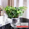 Rábano Verde Gardenia Árbol de la Fortuna Hiedra Espárrago Plantas Verdes Pequeñas Hidropónicas de Interior Purifican el Aire Plantas Verdes en Maceta