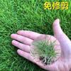 Sementes de Grama Anã, Sementes de Grama Verde Perene Sem Poda, Sementes de Grama para Proteção de Talude de Casa de Pátio, Festuca