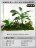 Musgo para Paisajismo de Plantas Verdes Plantas Artificiales Decoración Flores Artificiales Combinación Tropical para Interiores Paisaje de Ventana Persa Arreglo de Césped