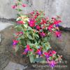 Plántulas de Campanilla Colgante de Flor Doble, Plantas en Maceta, Plantas Colgantes de Linterna, Campanillas Colgantes, Begonias Linterna, Florecen el Mismo Año, para Balcón y Jardín