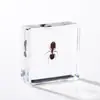 A Fábrica de Artesanato Zhongkun vende espécimes de insetos genuínos como itens decorativos, embutidos em resina de alta transparência, como brinquedos científicos educativos para crianças.