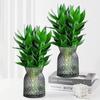 Bambú Guanyin Hidropónico Plantas Verdes de Interior Oficina Sala de Estar con Raíces Cultivado en Agua Bambú Rico Flores Cortas