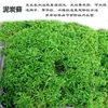 Micro paisagem de musgo material diy bandeja de areia decoração cilindro Rocha absorvente de musgo paisagem planta verde