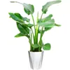 Remoção de Formaldeído Ave do Paraíso Hidropônico Planta Verde Puxar Flor Planta em Vaso Sempre-verde Purificação do Ar Interno Fácil de Cultivar