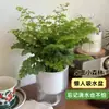 Samambaia de Ferro Plantas Hidropônicas Purificam o Ar, Samambaias Resistentes à Sombra Cultivadas na Água, Flores de Folhagem Fáceis de Cultivar em Ambientes Internos Qinqiao