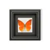 Mariposa Verde - Especímenes de Mariposas, Mariposas Reales, Diversas Especies de Mariposas de Alas Extendidas, Mariposas Originales para Enseñanza, Regalo para Amigos, Regalo de Cumpleaños con un Toque de Lujo