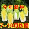 Nueva Variedad de Semillas de Repollo Baby Dorado de Cuatro Estaciones, Semillas de Repollo Baby de Corazón Amarillo para Plantar en Primavera, Verano y Otoño