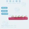 Resina modelo periodontite adulto evolução periodontal modelo de dente display odontologia oral ornamentos de ensino fabricantes