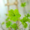 Caballo japonés ramas de madera borrachas Nórdico ins hojas de plantas verdes arreglo floral sala de estar porche decoración planta artificial simulación reloj de pared