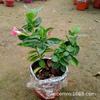 Plántulas de flores de vid fragante de mil millas, vid de doble felicidad, flores florecientes de cuatro estaciones, vid trepadora, planta verde en maceta para balcón interior con flores